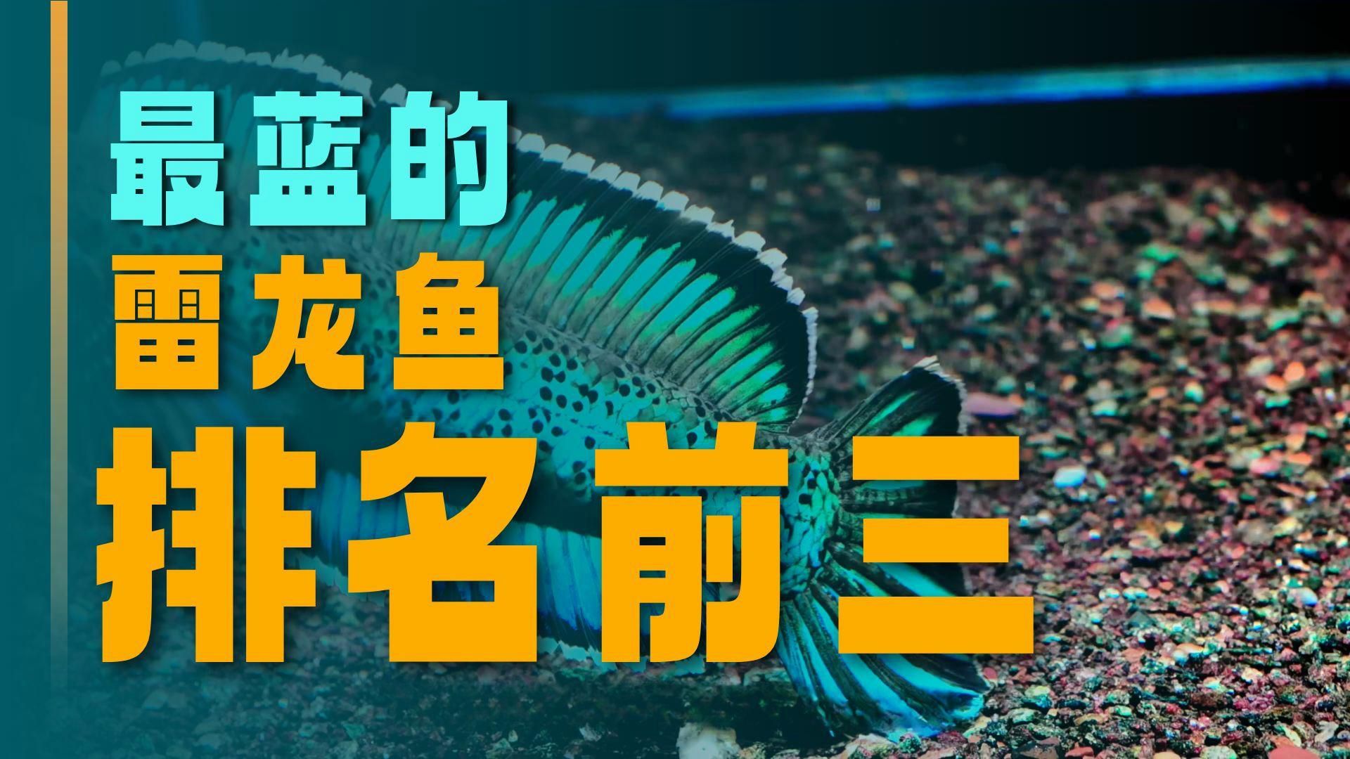 有哪些龍魚(yú)品種適合冷水養(yǎng)殖？