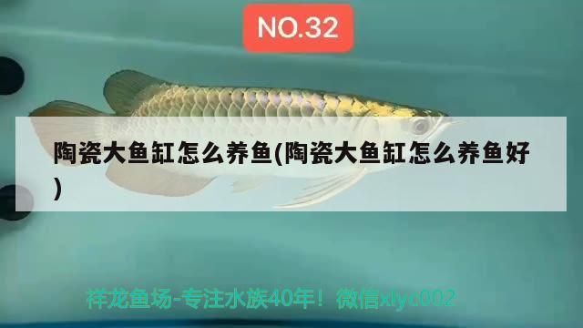 陶瓷大魚缸怎么養魚(陶瓷大魚缸怎么養魚好)