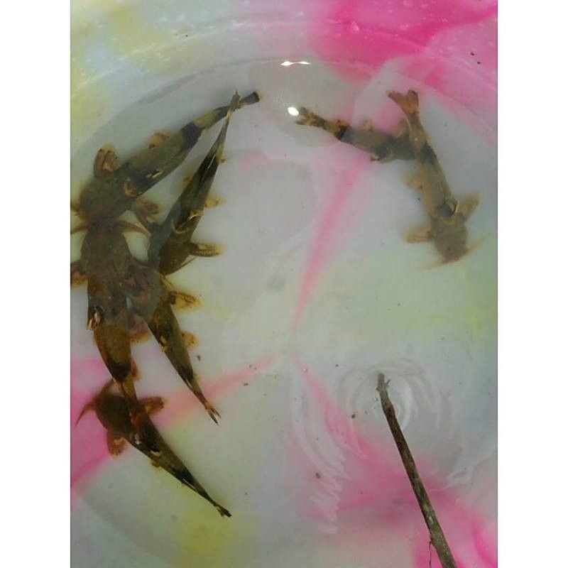火箭魚圖片
