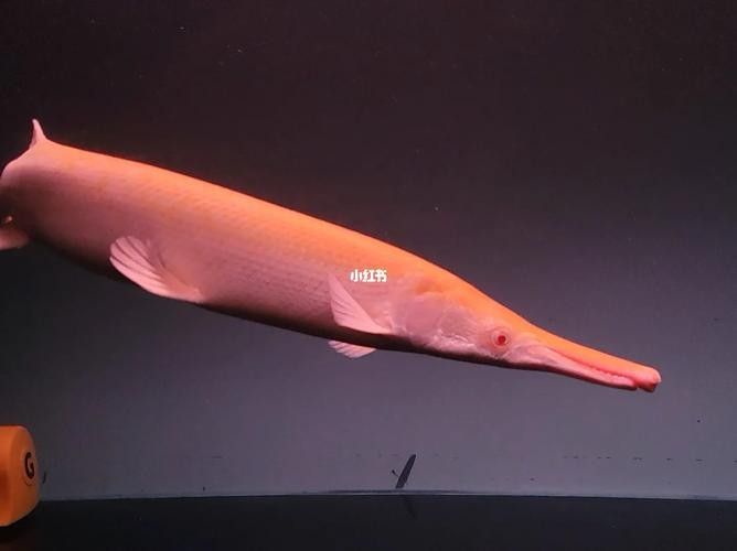 火箭魚圖片
