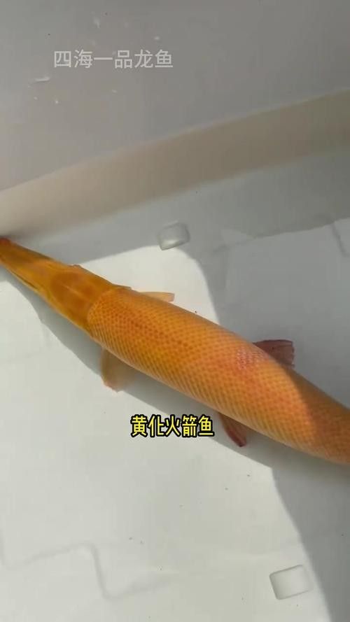 火箭魚圖片