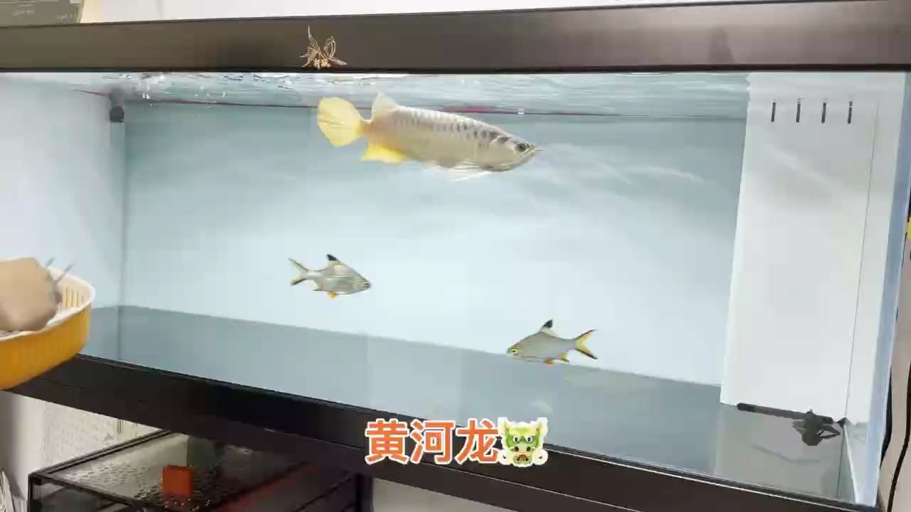 鰭尾，狀態方方面面夠用。只需1.3W 需