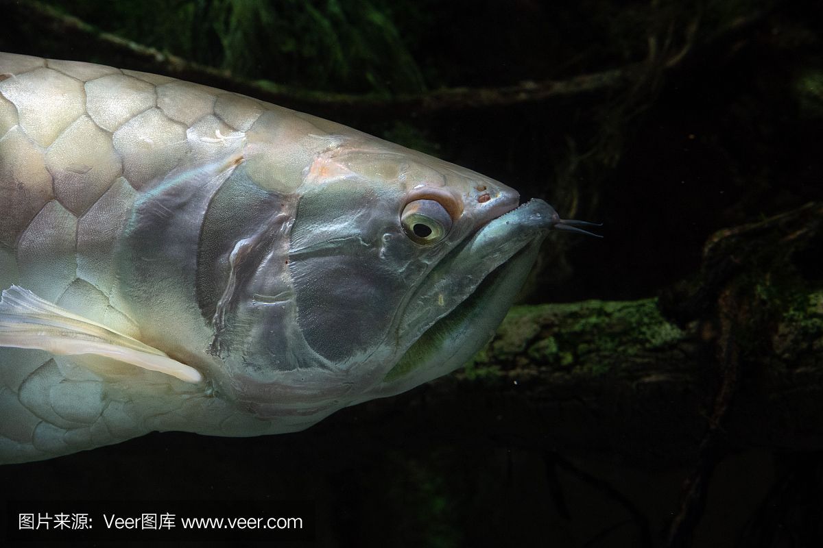 銀龍魚與個人命理匹配，銀龍魚與個人命理匹配是風水學中的一種理論