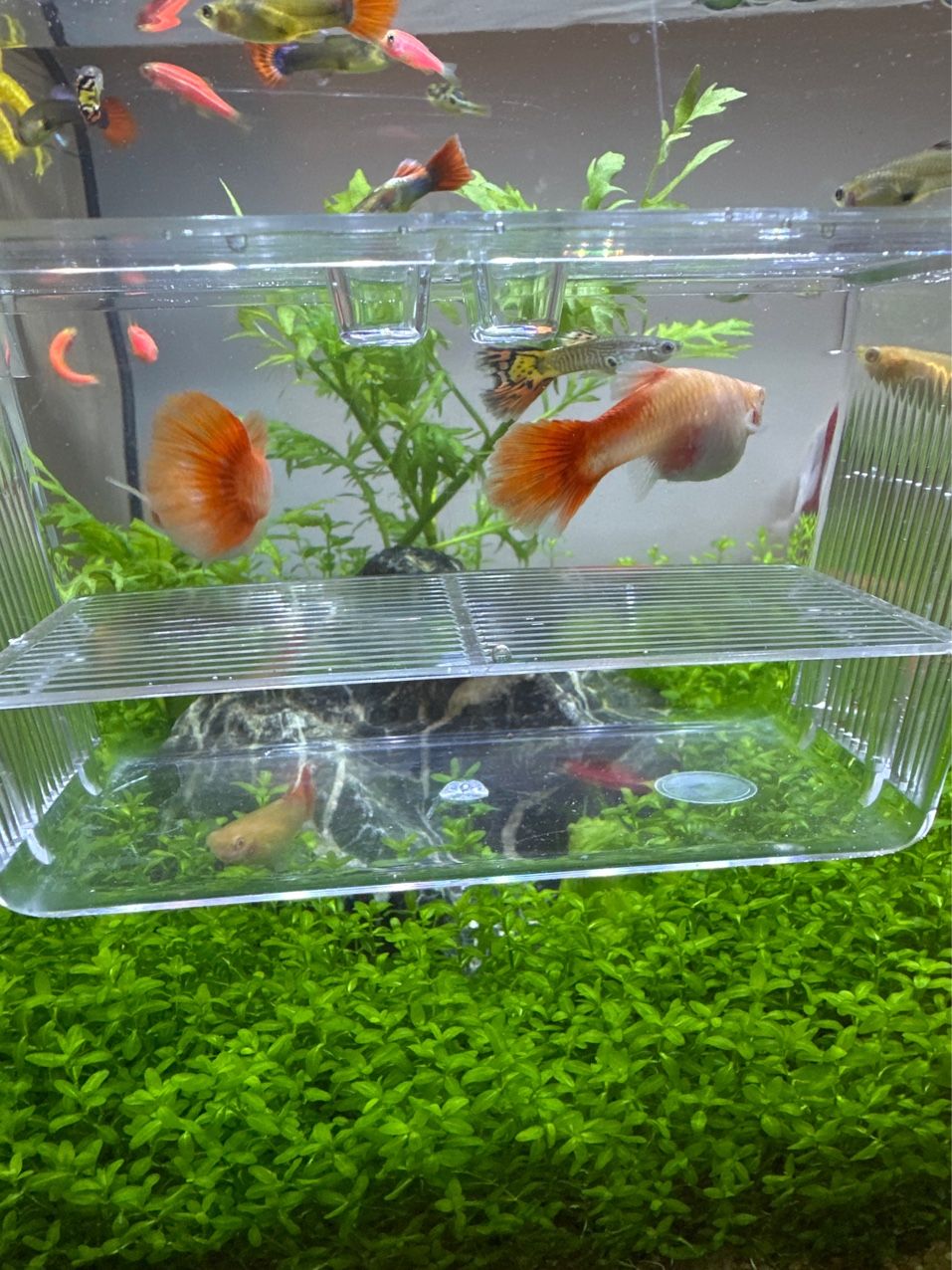 這兩條魚什么時候能生