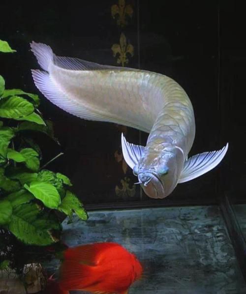 哪些龍魚(yú)品種適合新手？