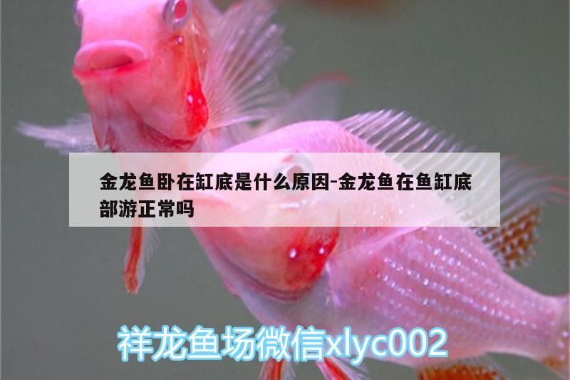 金龍魚臥在缸底是什么原因:金龍魚在魚缸底部游一般嗎
