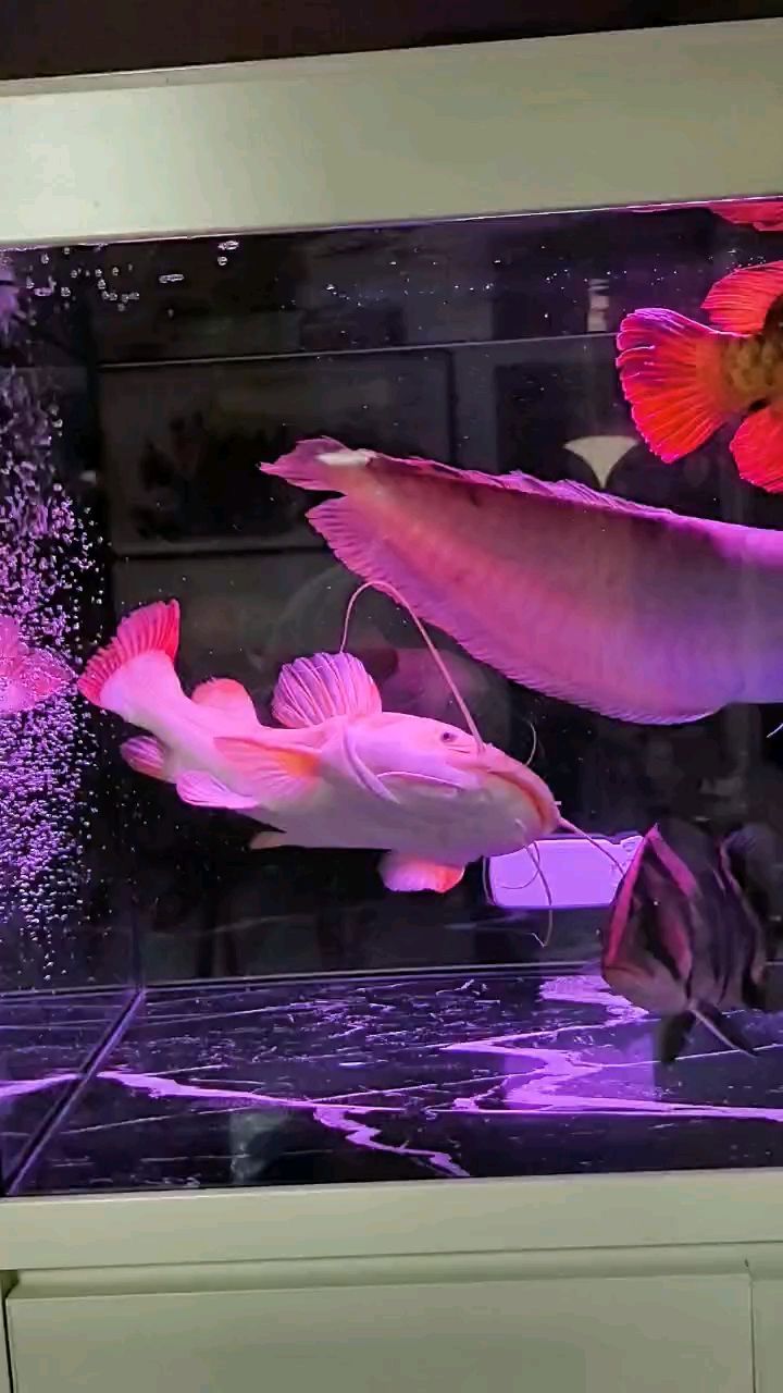 好久沒有來看看了