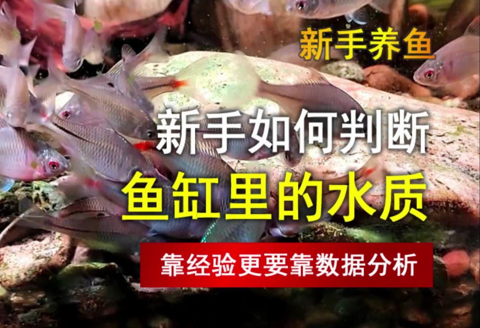 如何判斷魚趴缸是否由水質引起？