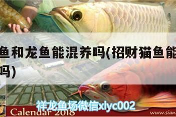 招財貓魚和龍魚能混養嗎(招財貓魚能和招財魚混養嗎)