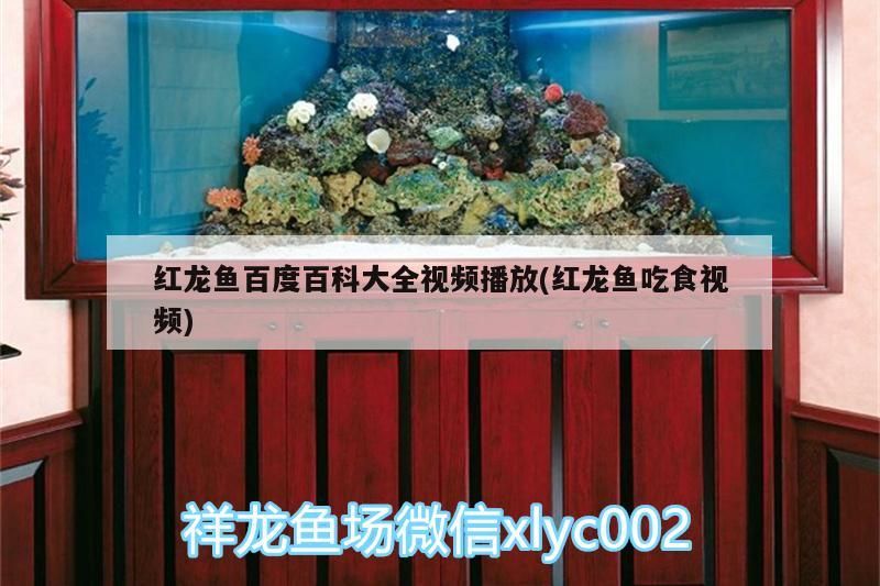 紅龍魚百度百科大全視頻播放(紅龍魚吃食視頻)