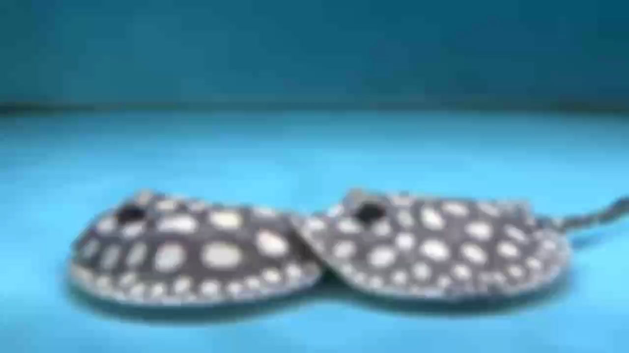 一季冬來，一季等待 圓潤規(guī)則的大點(diǎn)，就是賞心悅目