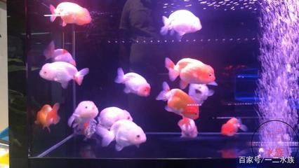 魚缸整面墻（如何將整面墻設(shè)計成魚缸）