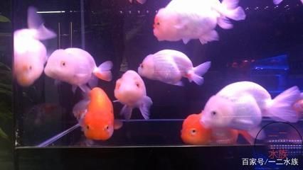 魚缸整面墻（如何將整面墻設(shè)計成魚缸）