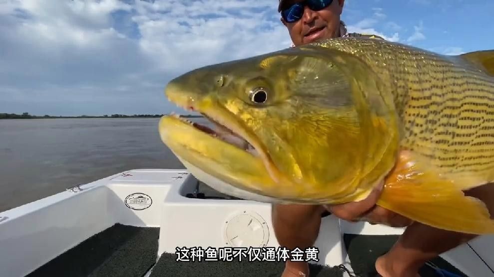 黃金虎魚(yú)圖片及價(jià)格