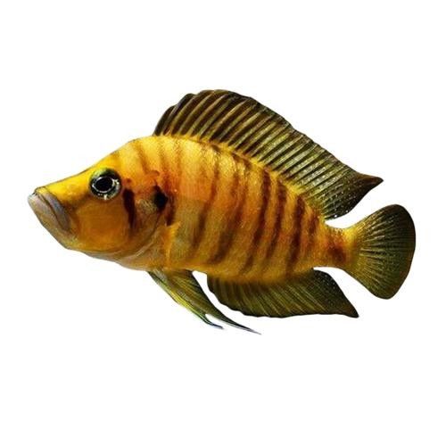 黃金虎魚(yú)圖片及價(jià)格