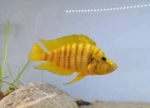 黃金虎魚(yú)圖片及價(jià)格