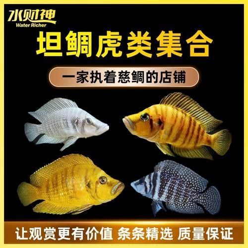 黃金虎魚(yú)圖片及價(jià)格