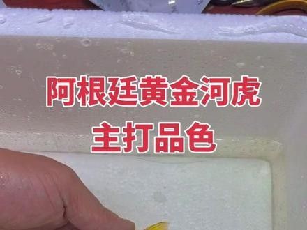 黃金虎魚(yú)圖片及價(jià)格