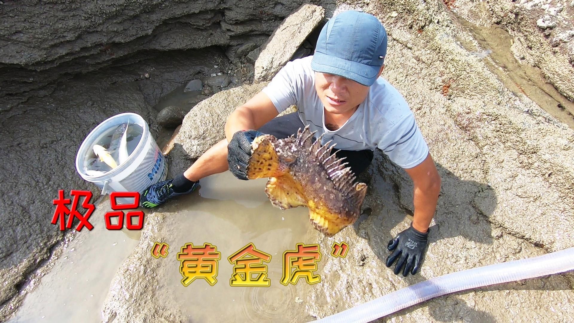 黃金虎魚(yú)圖片及價(jià)格