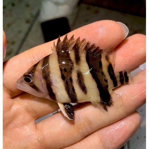 印尼虎魚三紋好還是四紋好