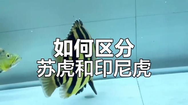 印尼虎魚三紋好還是四紋好