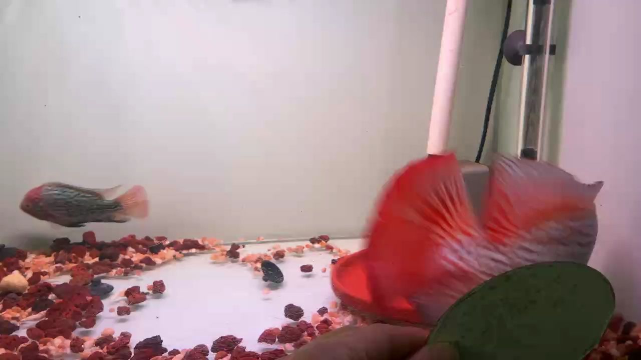 種魚