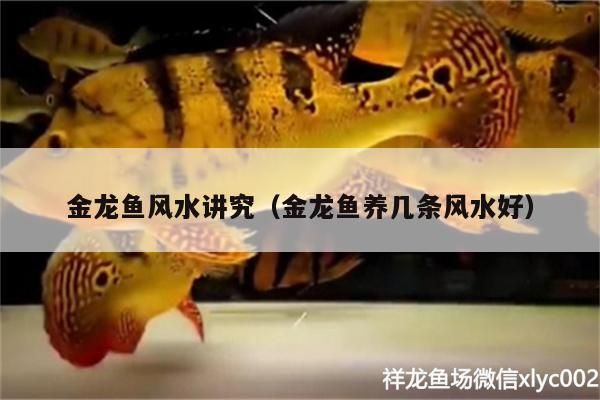 金龍魚風水講究（金龍魚養幾條風水好）