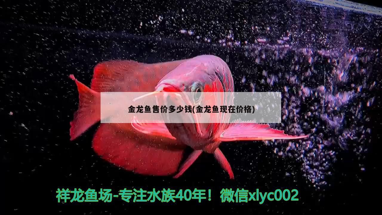 金龍魚售價多少錢(金龍魚現在價格)