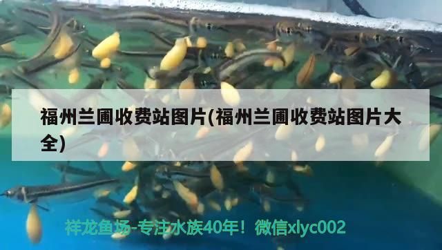 福州蘭圃收費站圖片(福州蘭圃收費站圖片大全)