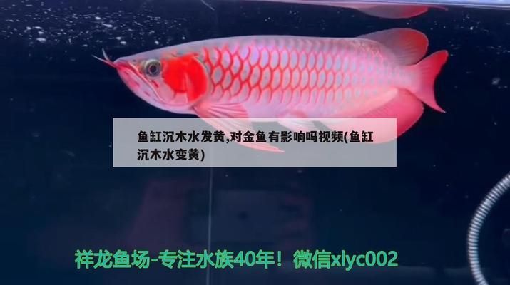 恐龍魚吃什么蟲子會死(恐龍魚吃什么蟲子會死的快)