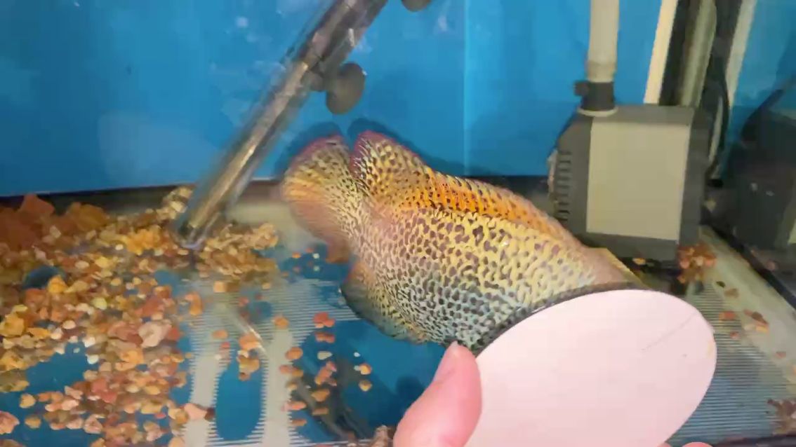 個體魚 個體魚 龍魚論壇