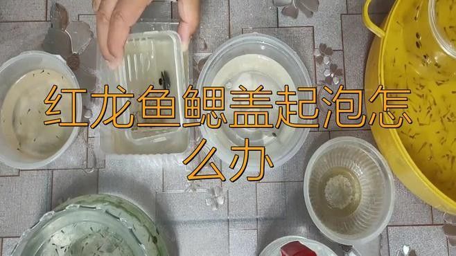 和興紅龍疾病