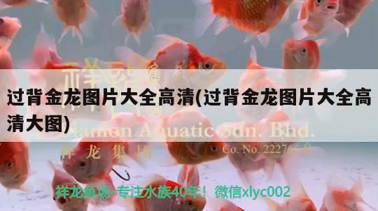 過背金龍圖片大全高清(過背金龍圖片大全高清大圖)