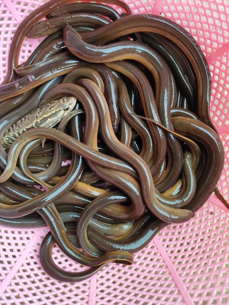 下陸龍魚圖片大全
