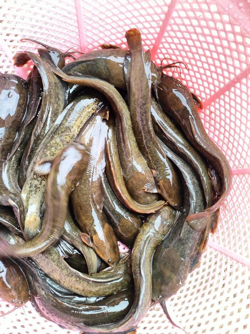 下陸龍魚圖片大全