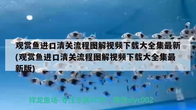 觀賞魚進口清關流程圖解視頻下載大全集最新(觀賞魚進口清關流程圖解視頻下載大全集最新版)