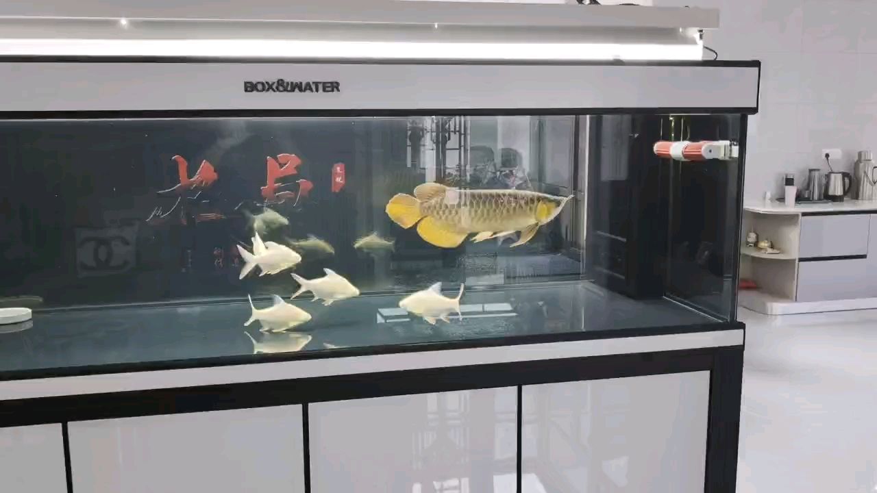 新魚入缸，求指教
