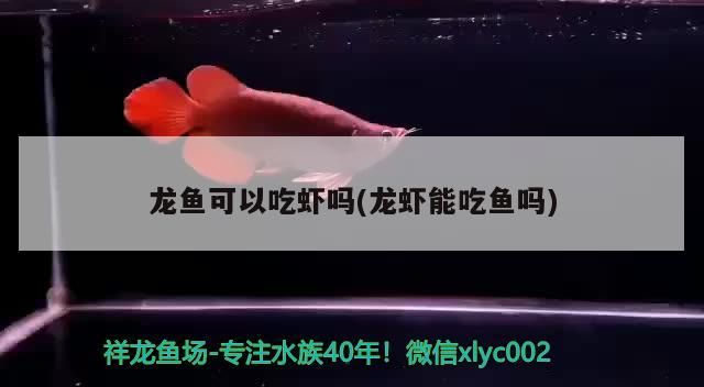 龍魚可以吃蝦嗎(龍蝦能吃魚嗎)
