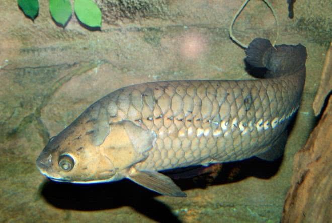 非洲龍魚怎么吃（龍魚喂食方法視頻） 非洲龍魚怎么吃（龍魚喂食方法視頻） 觀賞魚百科 第1張