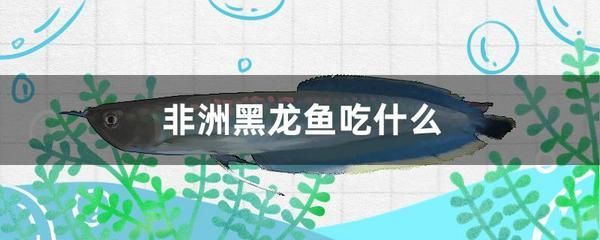 非洲龍魚怎么吃（龍魚喂食方法視頻） 非洲龍魚怎么吃（龍魚喂食方法視頻） 觀賞魚百科 第5張