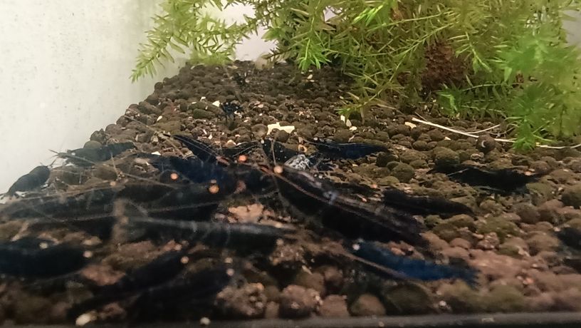 水晶蝦養殖樂趣，愛好者，歡迎交流關注。