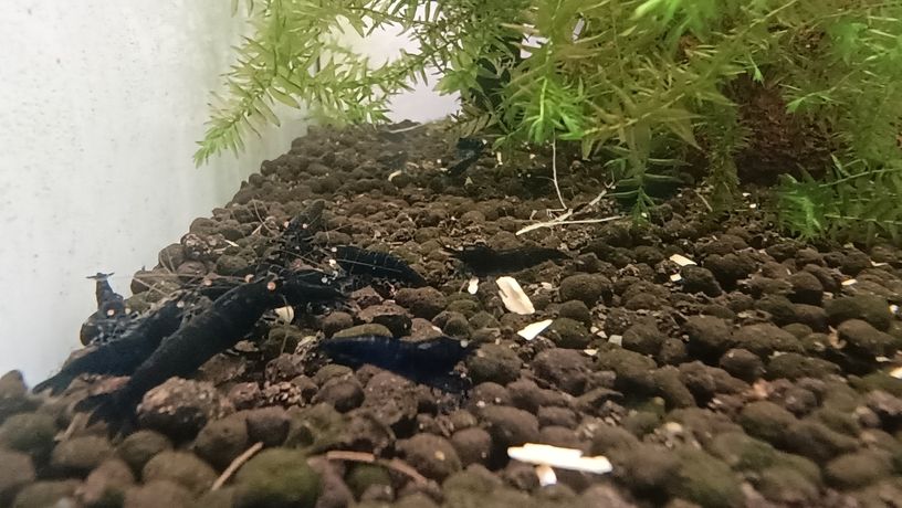 水晶蝦養殖樂趣，愛好者，歡迎交流關注。