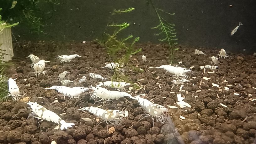 水晶蝦養殖樂趣，愛好者，歡迎交流關注。