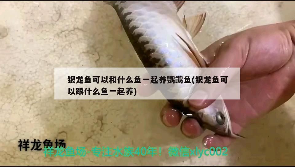 銀龍魚可以和什么魚一起養鸚鵡魚(銀龍魚可以跟什么魚一起養)