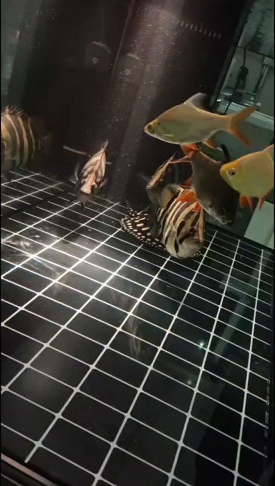 這樣拍真的肥，減減肥吧，不能一天一頓了，兩天一頓吧，健康最重要