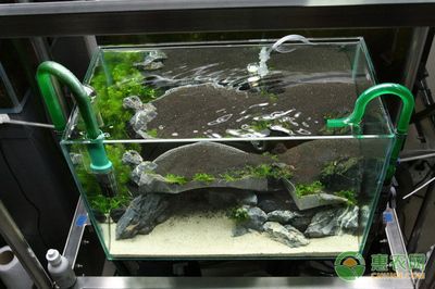 家養魚缸養什么魚最好養殖：家養魚缸中選擇合適的魚種及其養殖要點及其養殖要求