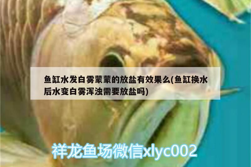 魚缸水發(fā)白霧蒙蒙的放鹽有效果么(魚缸換水后水變白霧渾濁需要放鹽嗎)