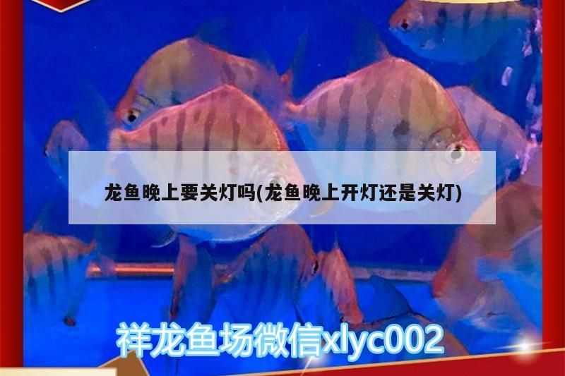 龍魚晚上要關(guān)燈嗎(龍魚晚上開燈還是關(guān)燈)