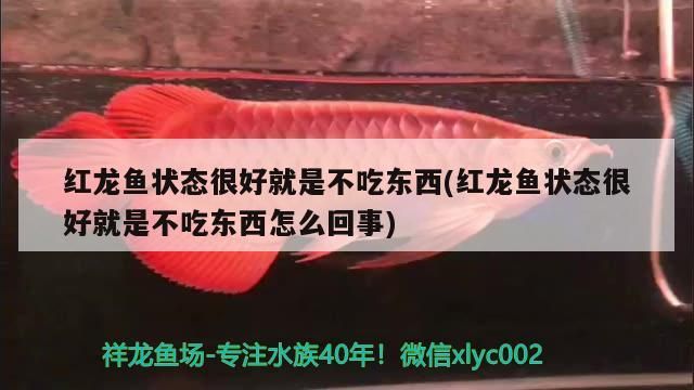紅龍魚狀態很好就是不吃東西(紅龍魚狀態很好就是不吃東西怎么回事)
