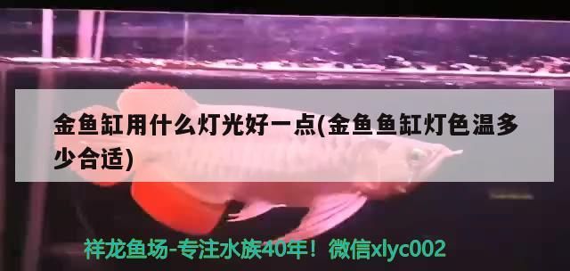 龍魚混養影響發色的因素有哪些龍魚混養對發色的影響，如何避免龍魚混養對發色的影響？